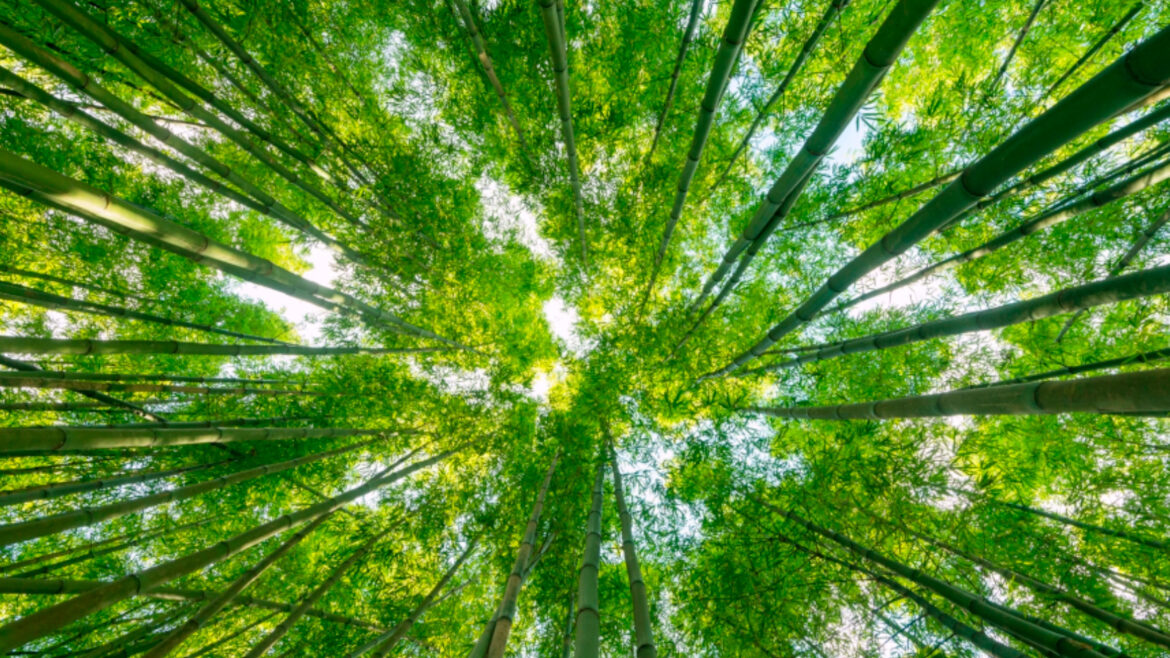 4EVA - Plantasia, il parco sonoro di Elisa nasce a Milano